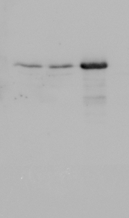 western blot using anti-MKK18 antibodies